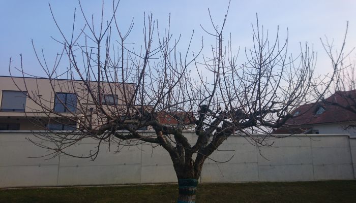 Obstbaumschnitt Nachher