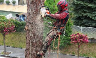 Professionelle Baumabtragungen im Burgenland in Niederösterreich und in Wien 