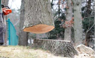 Baumschlägerungen vom Fachmann im Burgenland in Niederösterreich und in Wien